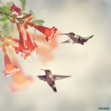 Bild von Ruby Throated Hummingbirds